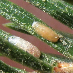 Physokermes hemicryphus